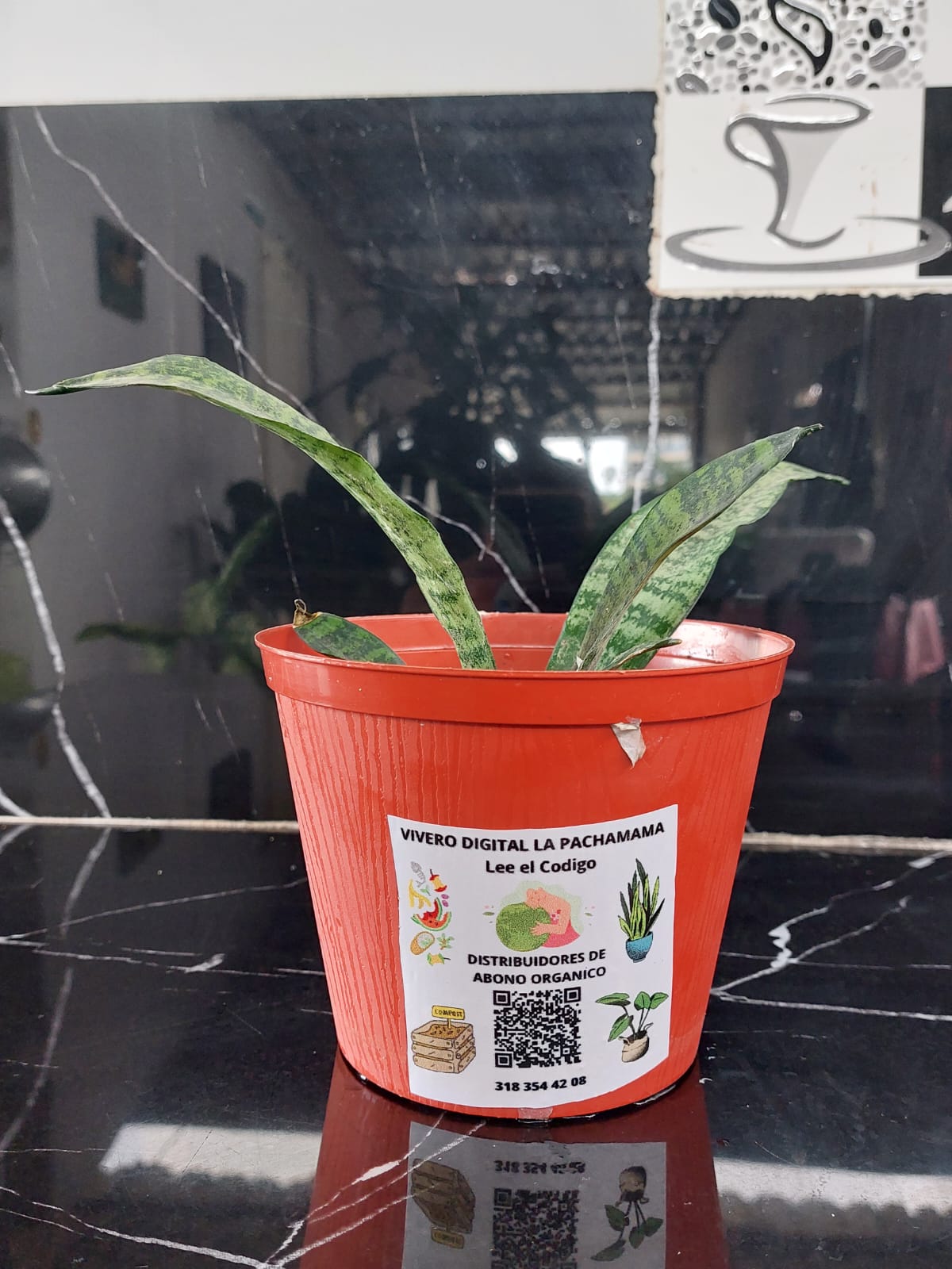 Lengua de suegra