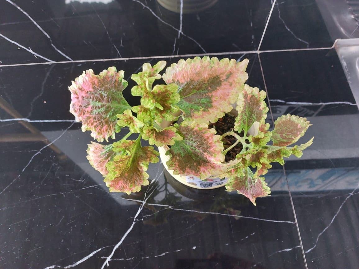 Coleus