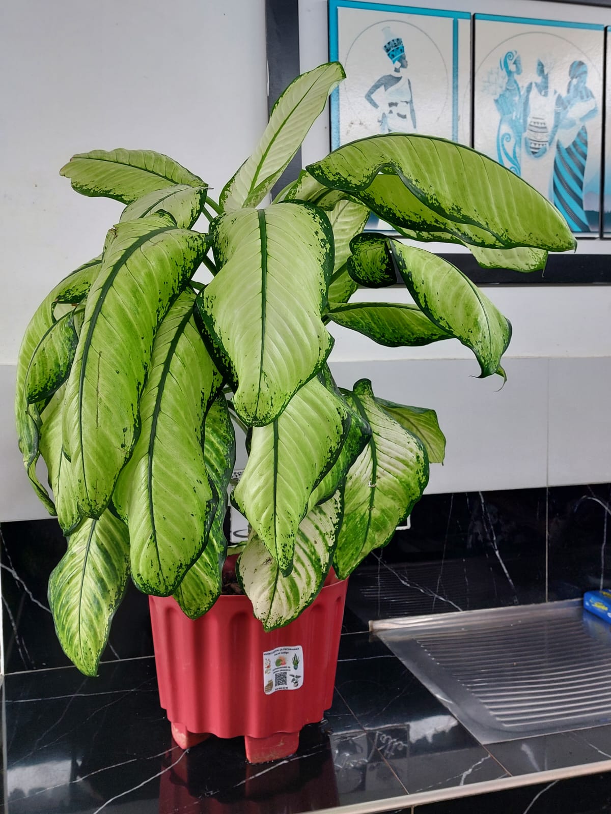 Nombre científico: Dieffenbachia