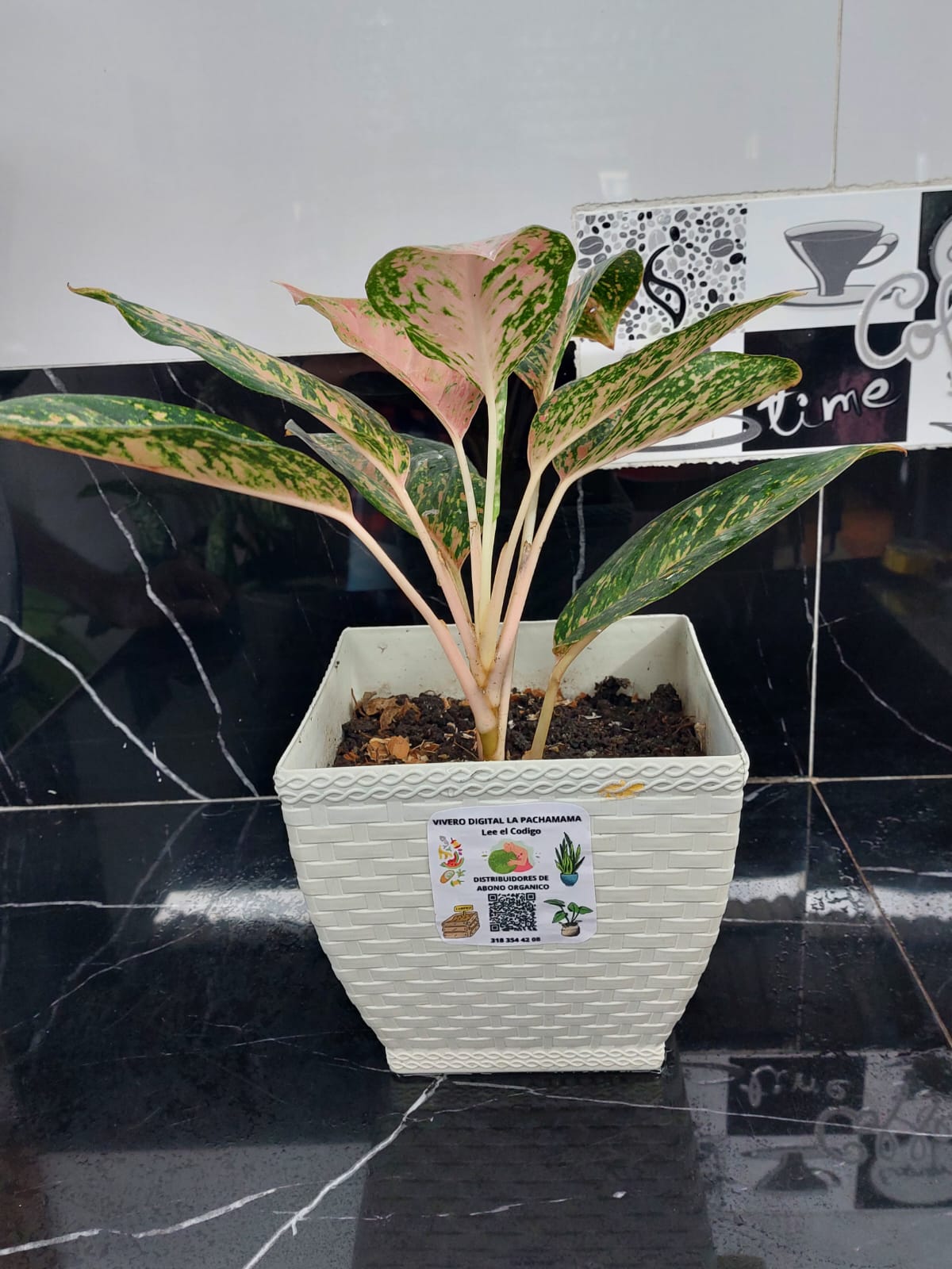 Aglaonema Mariposa o Dolar rosado Maseta Blanca
