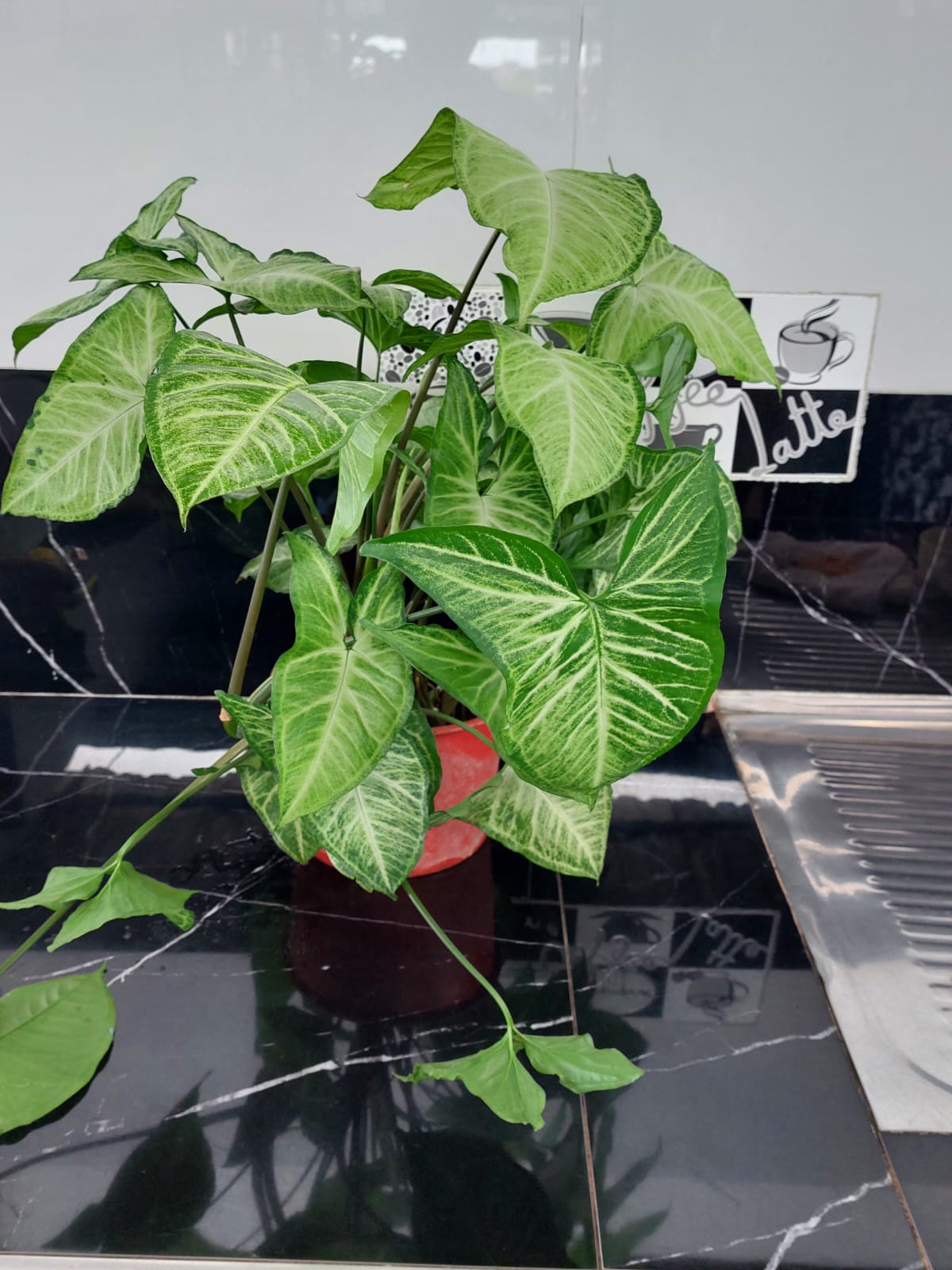 La Planta Syngonium Verde  
