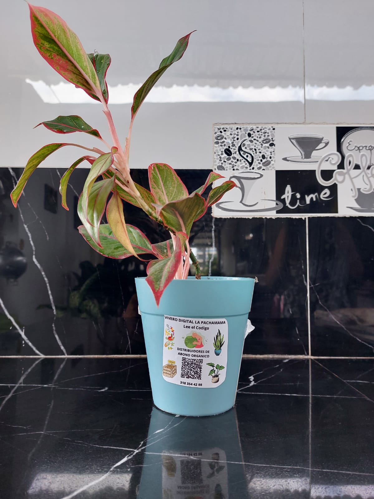 Aglaonema Mariposa o Dolar rosado y  Aglaonema Perdiz