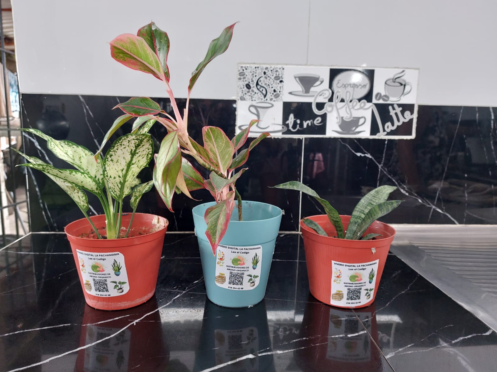 Aglaonema Mariposa o Dolar rosado, Helecho Comun o Lengua de Suegra  