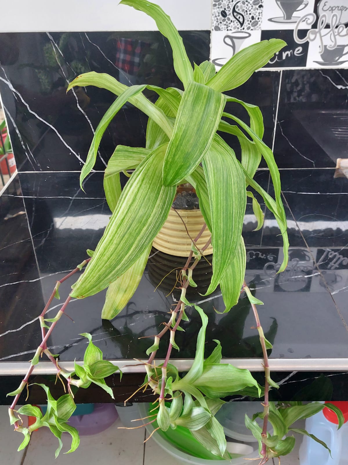 Callisia Fragans